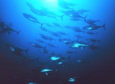 太平洋クロマグロ、改正2法成立　不正漁獲防止、1匹ずつ記録