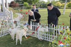プーチン大統領に豊山犬贈る　金総書記、北朝鮮の天然記念物