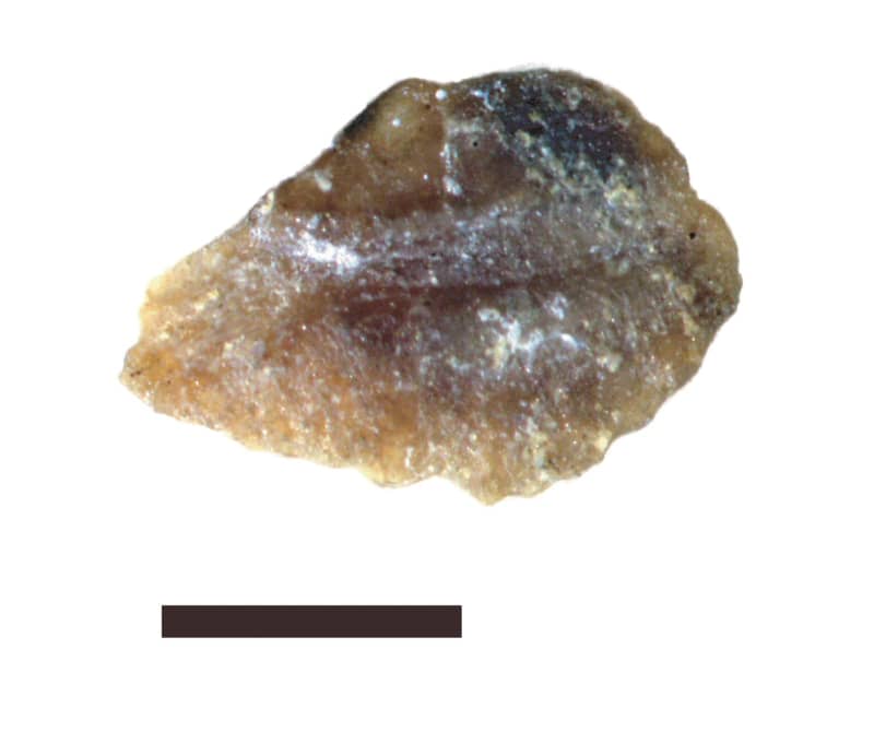 魚類の「耳石」化石、千葉で発見　白亜紀前期の地層で大量に