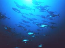 クロマグロ国際会議が最終日　日本の漁獲枠獲得が焦点、北海道
