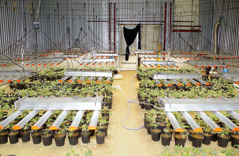 大麻草栽培疑い、2千本押収　3県警、ベトナム国籍6人再逮捕