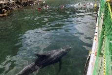 クジラに会える海水浴場、和歌山　間近で泳ぐ姿に歓声