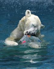 ホッキョクグマが氷がぶり、大阪　天王寺動物園「ホウちゃん」