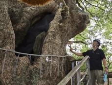 長崎の被爆樹木を定期点検　山王神社のクスノキも