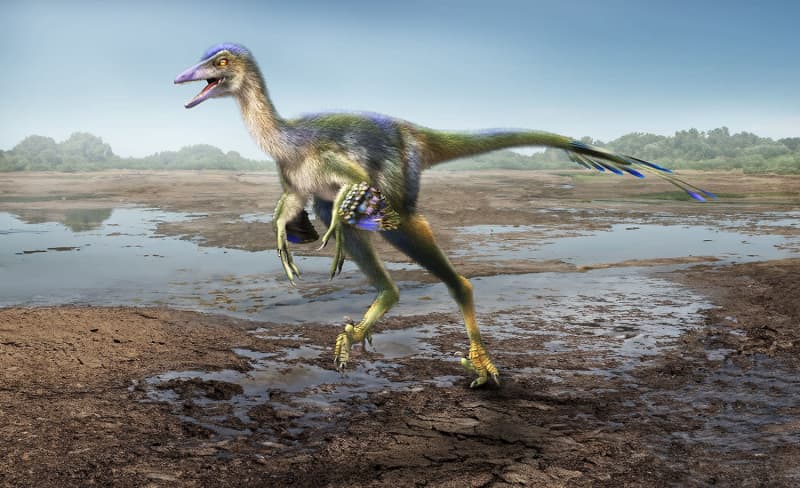恐竜化石、鳥類“親戚”の新種　トロオドン科、兵庫で発見