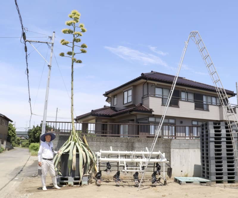 65年経て「幻の花」開花　リュウゼツラン、茨城で