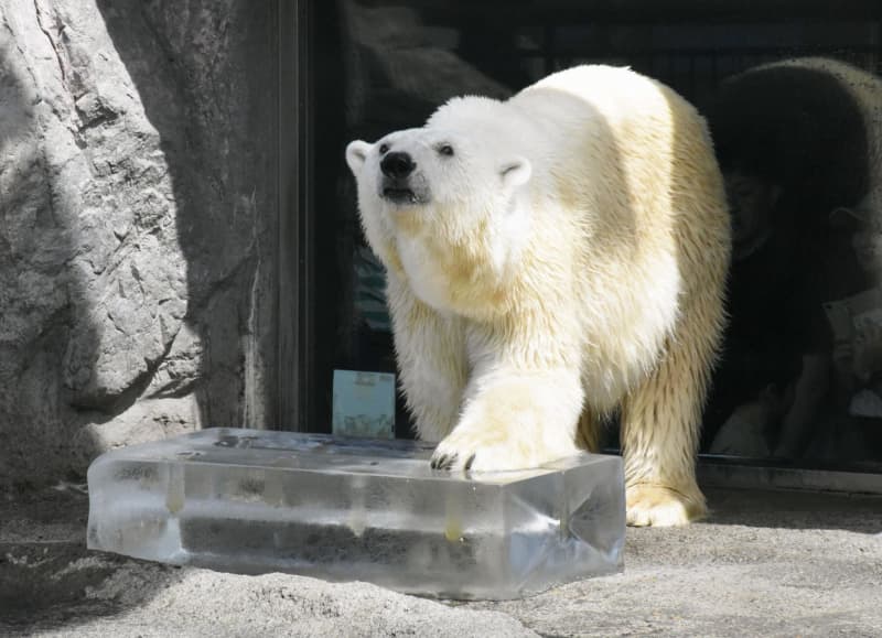 動物たちに氷のプレゼント　北海道・旭川の旭山動物園