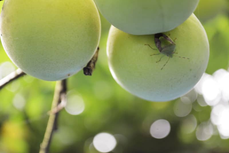 高温でサクランボ、梅が不作　農産物への影響深刻化