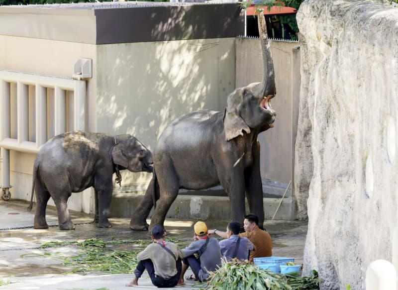 ミャンマーからゾウ4頭が到着　福岡市動物園、今秋に一般公開
