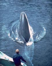 商業捕鯨、ナガスクジラ追加決定　24年の捕獲枠59頭
