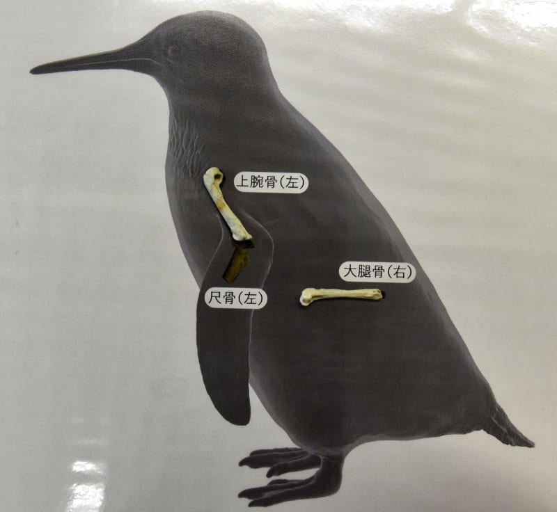 最小ペンギン化石は新種　翼に特徴、進化解明に道