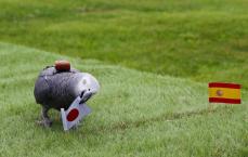 占いインコ、日本の勝利予想　五輪サッカー男女準々決勝