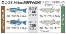 魚のひれの形を決める「Hox遺伝子」とは　埼玉大などがゲノム編集技術で初めて解明