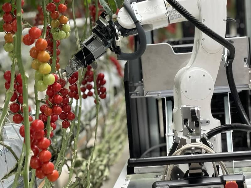 ミニトマトの自動収穫ロボを開発　デンソー、欧州で受注開始