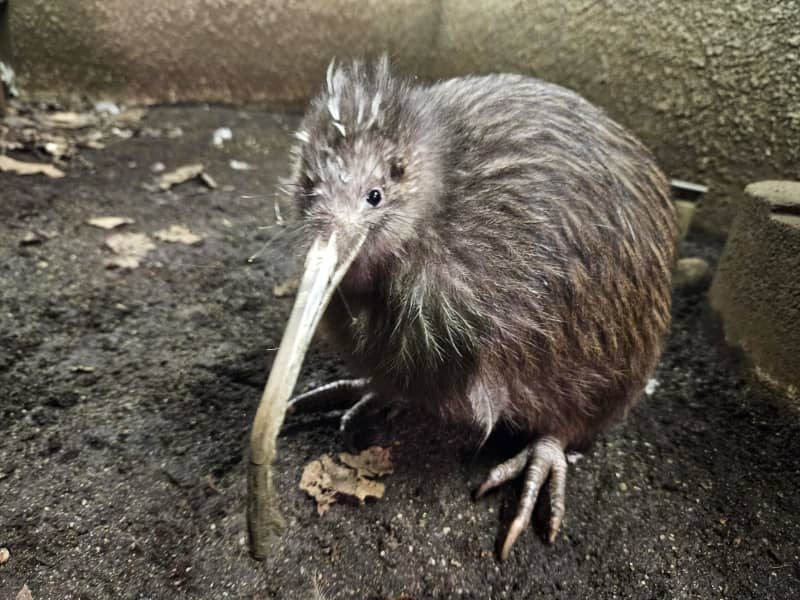 国内で唯一のキウイ死ぬ　大阪・天王寺動物園「プクヌイ」