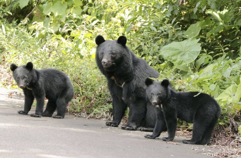 秋田、クマの捕獲上限670頭に　人身被害多発で増やす