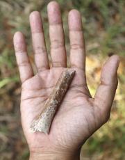 「フロレス原人」の上腕骨発見　人類化石で最小、東大チーム