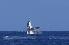 タヒチのサーフィン会場にクジラ　南太平洋でジャンプ