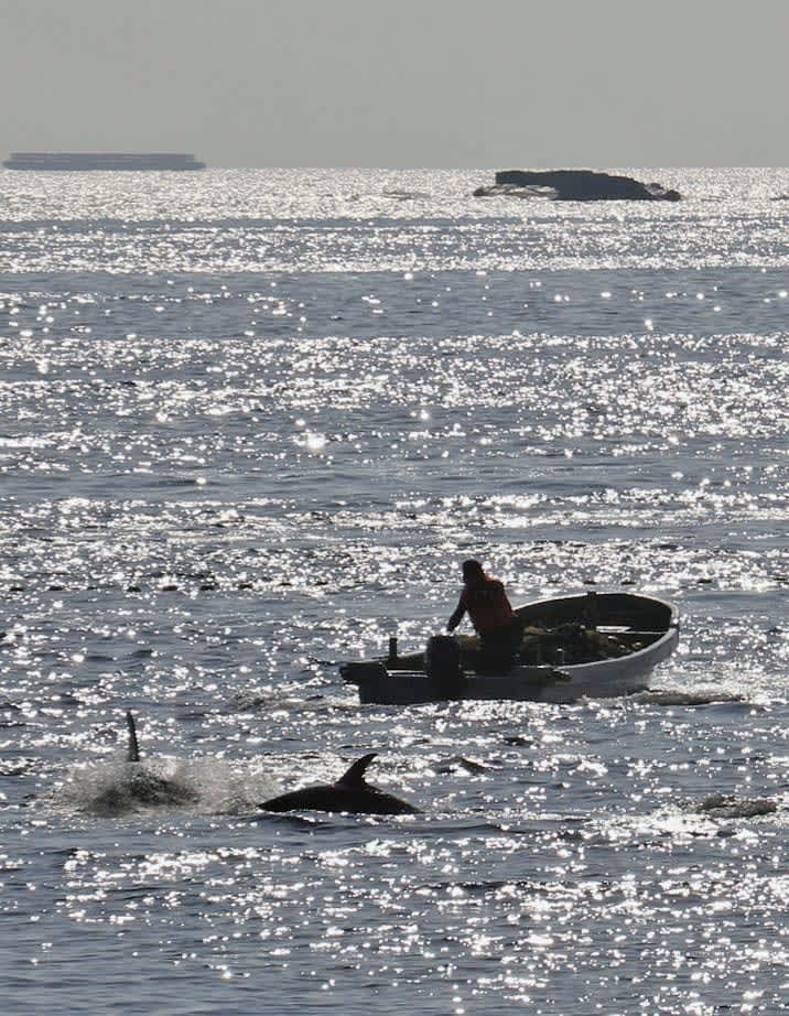 太地町、小型クジラ今季初捕獲　追い込み漁、妨害活動なく