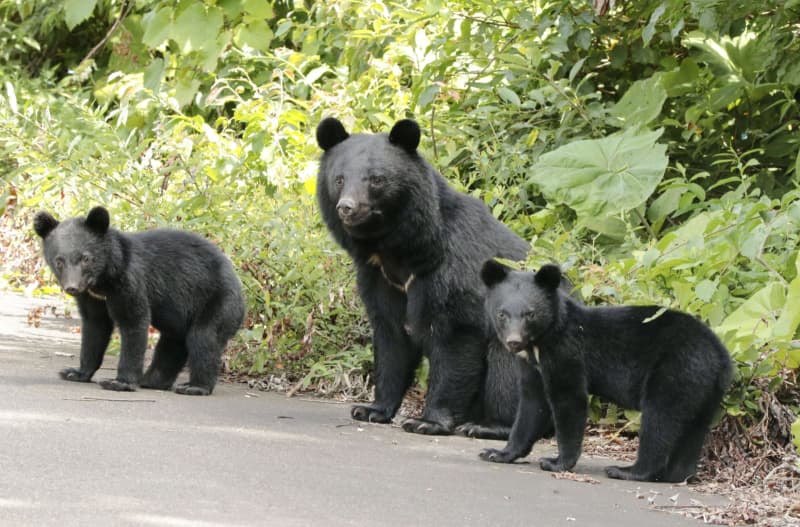 クマ出没、昨年を上回るペース　人的被害56件、対策協議