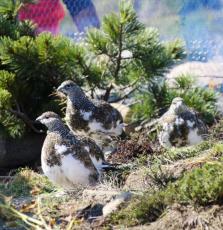 ライチョウ7羽を放鳥　長野・中央アルプスで