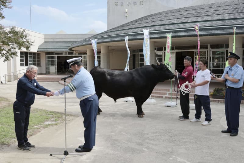 島根県警「牛突き」牛が広報活動　7歳雄の黒毛和牛「隠岐の島」