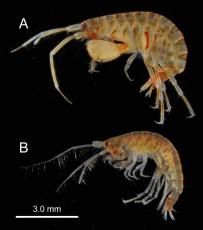 鹿児島湾で新種ヨコエビ発見　体長7ミリ、大きな目が特徴