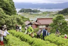 北限の茶「気仙茶」継承へ、生産者ら奮闘　岩手、300年の歴史も震災で消滅危機