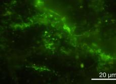 20億年前の岩石から微生物　「進化せず生息の可能性」