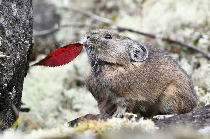 エゾナキウサギ、冬前に顔見せ　北海道の準絶滅危惧種