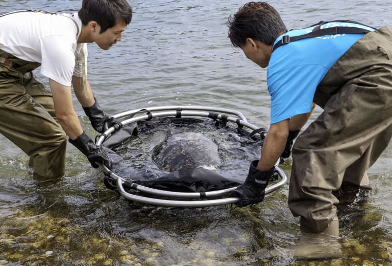 保護ウミガメ、高知・室戸で放流　「よもぎちゃん」元気に海へ