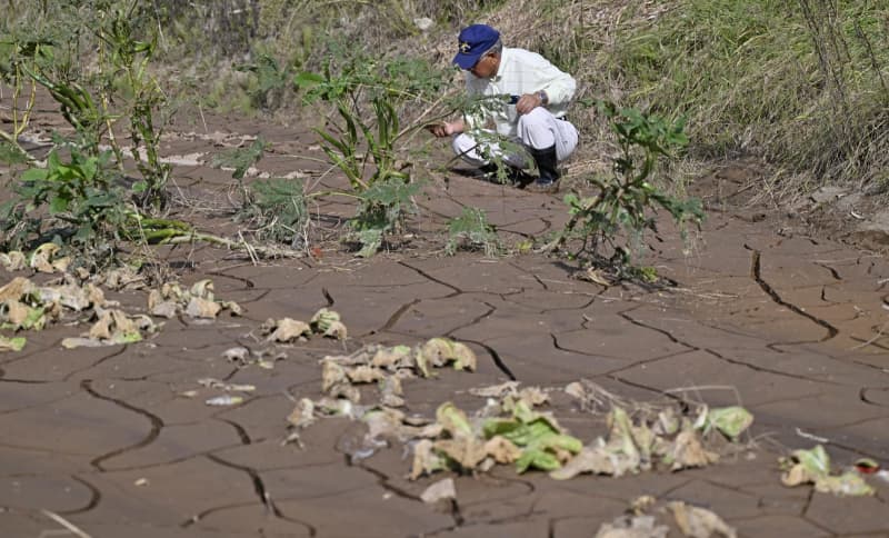 能登豪雨の農業被害、1724件　水田収穫できず、激甚災害指定へ