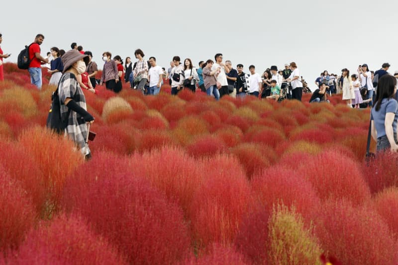 赤々と4万本のコキア紅葉見頃に　茨城・ひたち海浜公園、観客続々