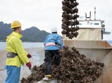 広島のカキ、ようやく水揚げ　猛暑の影響で解禁遅れ