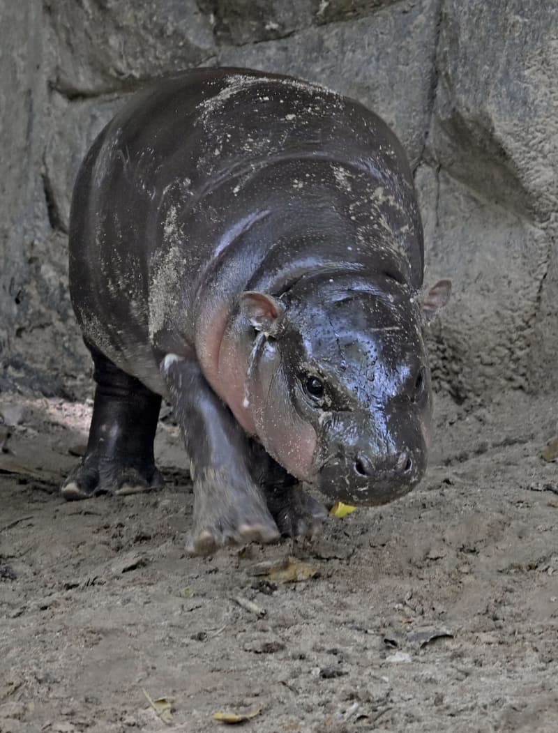 タイ動物園のスター、その名も「豚団子」　コビトカバの子、SNSで大バズリ