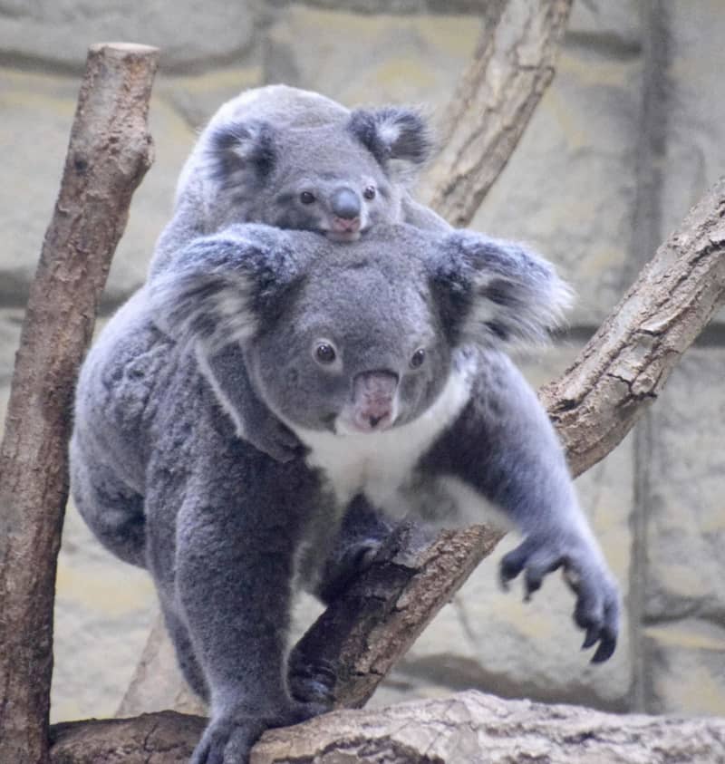 餌のユーカリ栽培にお見合いも　コアラ来日40年、名古屋の東山動植物園