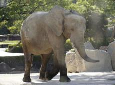 母子ともに無事に…前例ない出産に試行錯誤　広島市安佐動物公園のマルミミゾウ「メイ」