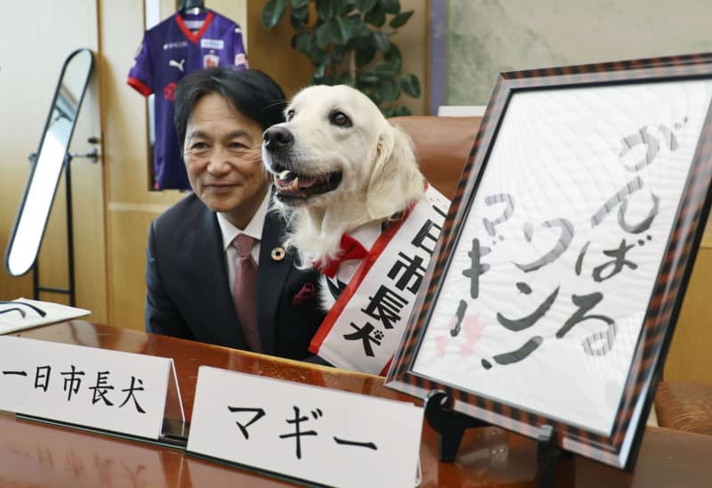 犬の日、市長犬が「公務」　京都・亀岡、盲導犬啓発