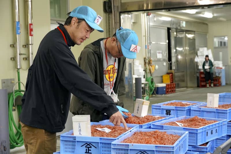 静岡でサクラエビ初競り　水揚げ2トン、台風で遅れも