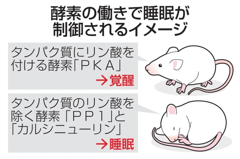 哺乳類の睡眠と覚醒、酵素が制御　タンパク質「リン酸」介し