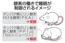 哺乳類の睡眠と覚醒、酵素が制御　タンパク質「リン酸」介し