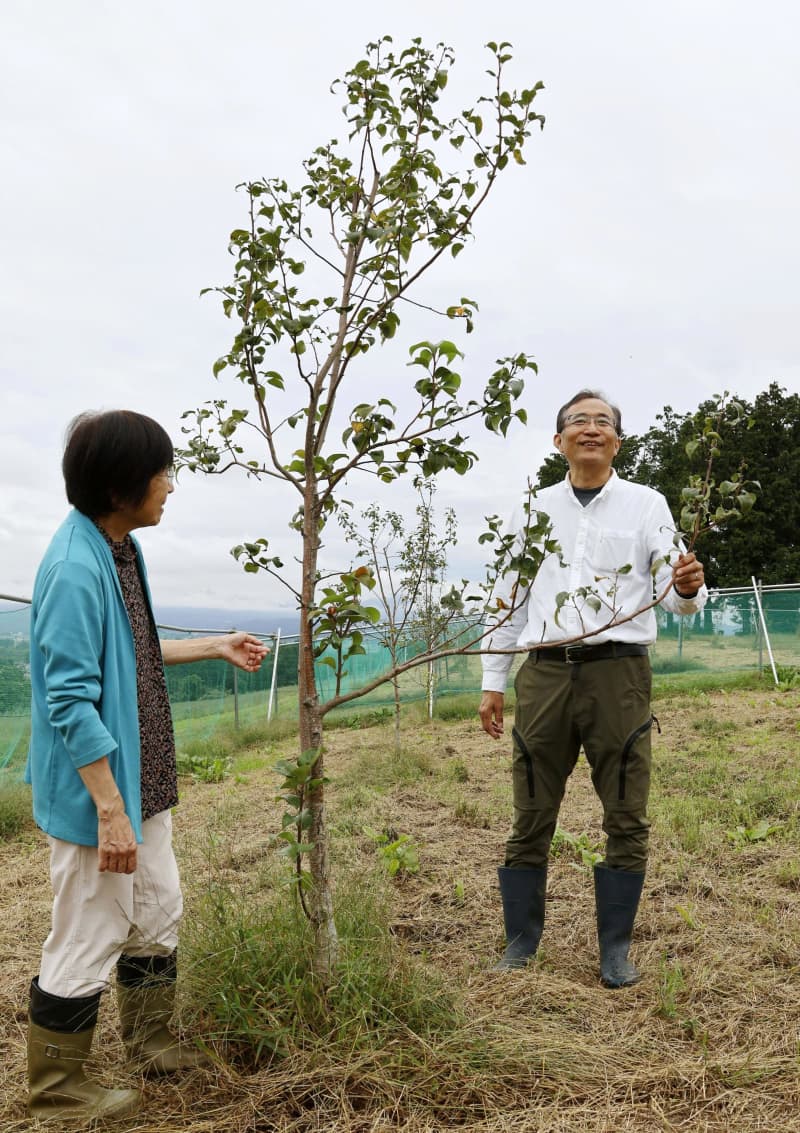 絶滅危惧の「イワテヤマナシ」未来へ　神戸の研究者、盛岡の農園で保全目指す