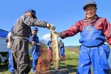 福島・楢葉に婚姻色のサケ　旧避難区域の木戸川