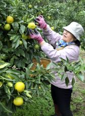 花粉症に効くジャバラ収穫　和歌山・北山村特産