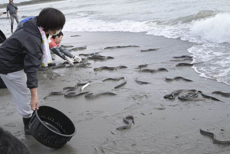 露地池ウナギを川に放流、静岡　「天然」の増加に期待