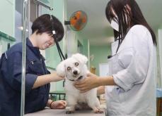 劣悪環境で育った保護犬、高校生が愛情注ぐ　岐阜県立高に部活設立4年、譲渡活動