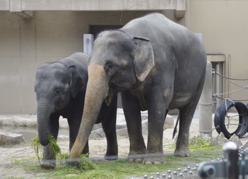 福岡市動物園、ゾウを一般公開　ミャンマーから来日した3頭