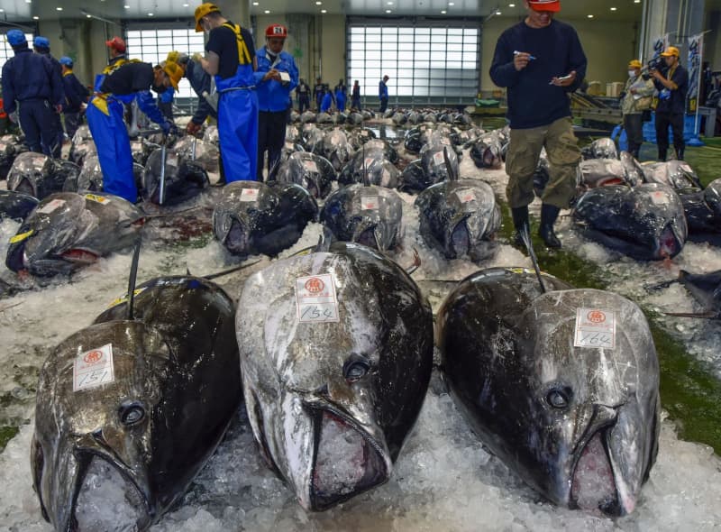 クロマグロ漁獲枠1.5倍　大型魚、当初案で最終合意