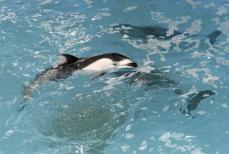 避難イルカ5頭、横浜から帰還　石川県・のとじま水族館