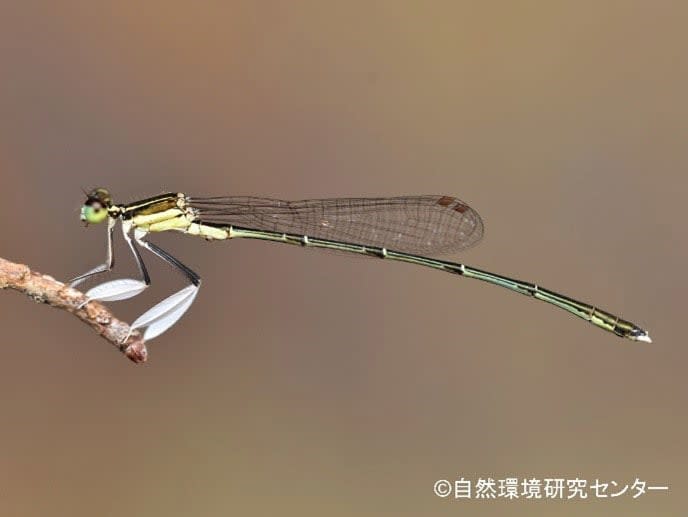 希少種に動植物10種指定へ　対馬のトンボなど、環境省